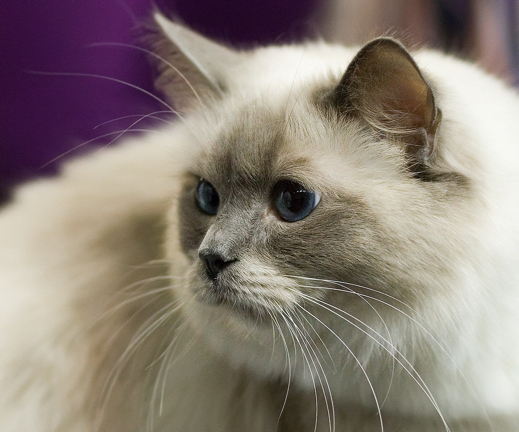meomautrang