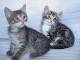 meosinhdoi
