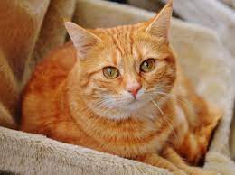 meomaucam