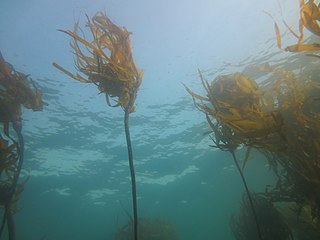 Bull Kelp - Nereocystis luetkeana - underwater