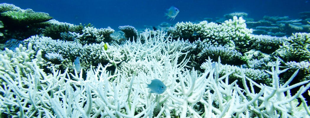 Threat to ocean organism and biodiversity