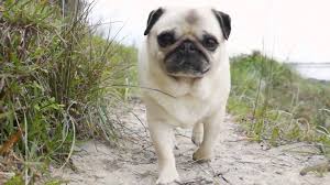 a pug walking on the beach