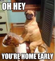 a pug on a horse saying your home early