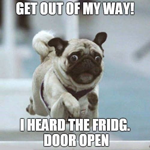 a pug running with the words out of my way, i heard the fridge open
