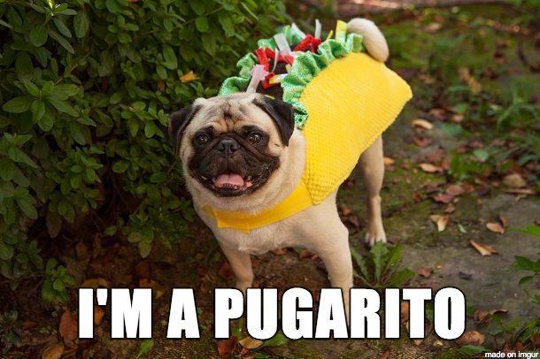 a pug dressed as a burito