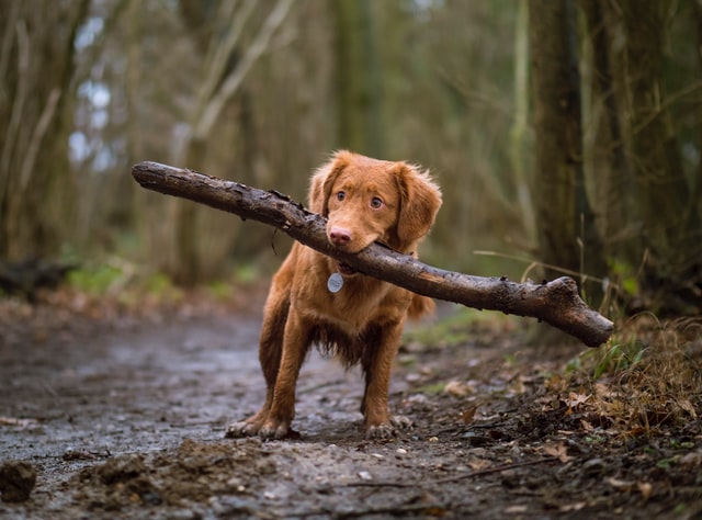 dog holding a stick