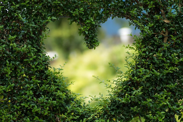 a picture of a heart in a bush