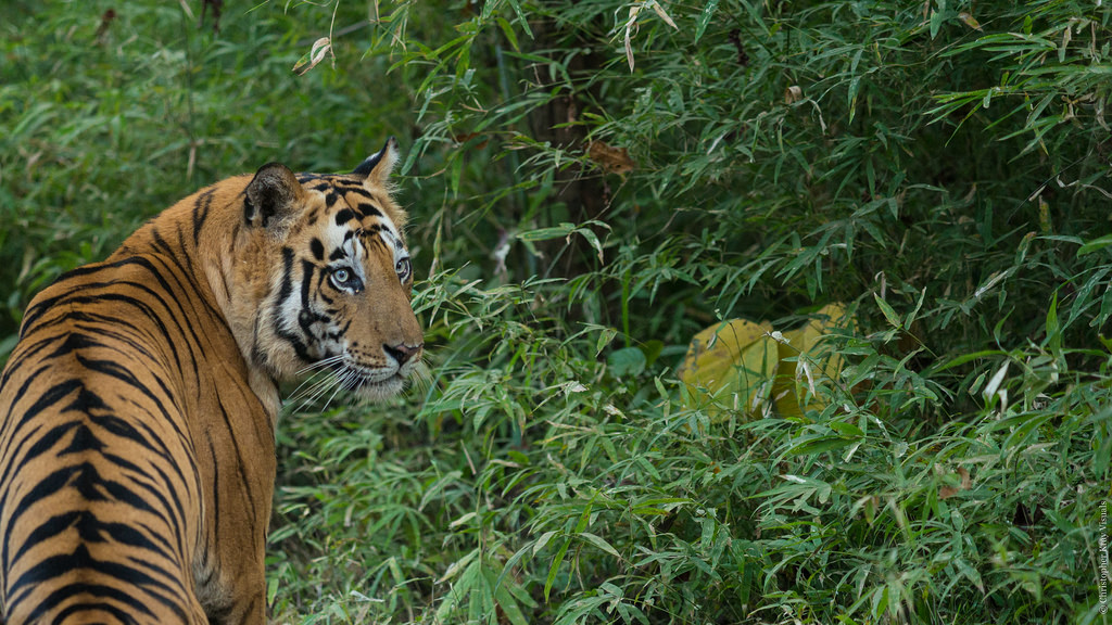 Tiger Habitat