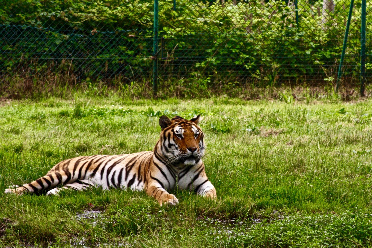 tiger in wild