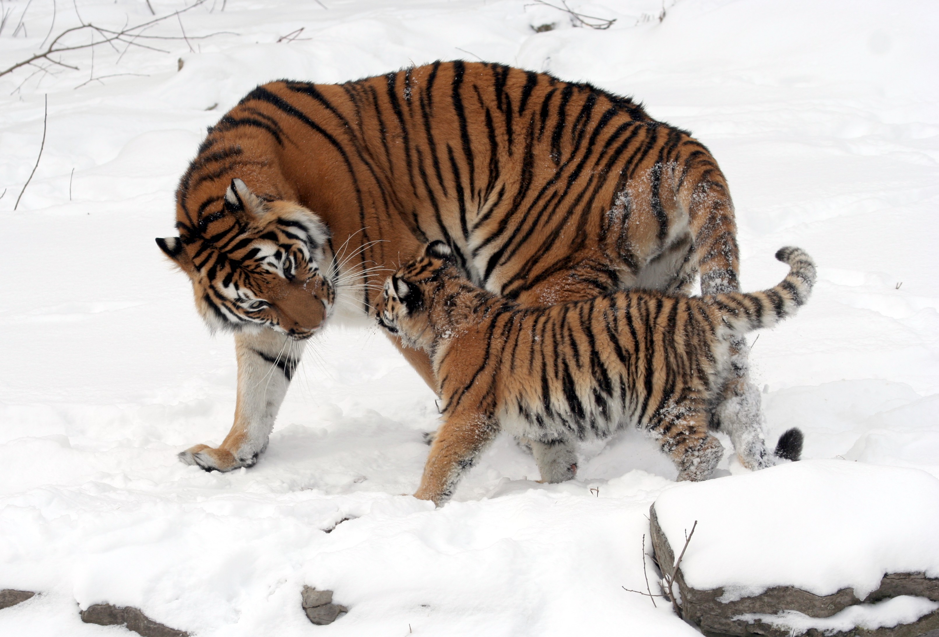 Siberian Tiger