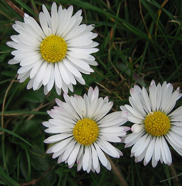 ¨Daisy¨